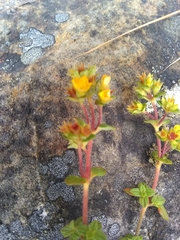 Chaetolepis microphylla