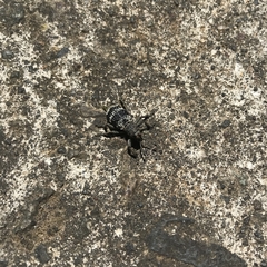 Aegorhinus superciliosus