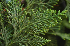 Cupressus benthamii