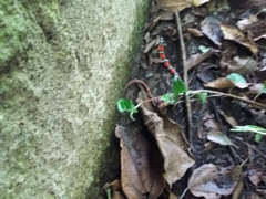 Erythrolamprus bizona