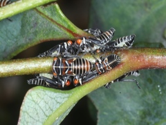 Eurymeloides punctata