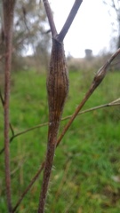 Chaerophyllum nodosum