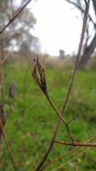 Chaerophyllum nodosum