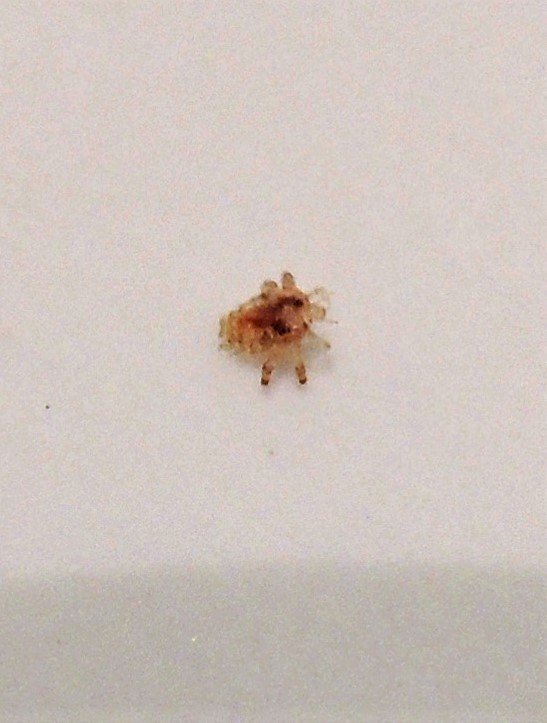 Crab Louse