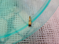 Euphiltra celeteria