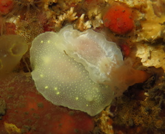 Cadlina laevis