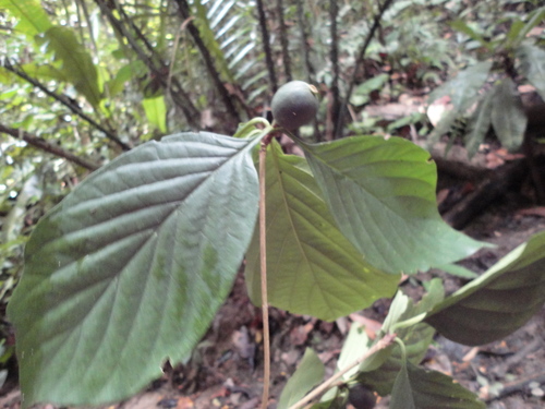 Stenosepala hirsuta