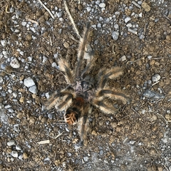 Phrixotrichus vulpinus