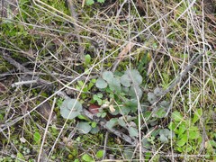 Pimpinella villosa