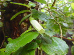 Fieldia australis