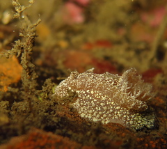 Goniodoris castanea