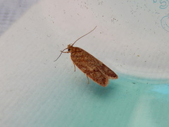 Garrha atoecha