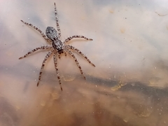 Tomopisthes horrendus