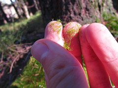 Dicranodontium denudatum