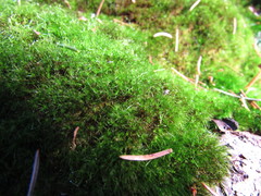Dicranodontium denudatum