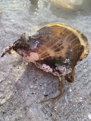 Pteria colymbus