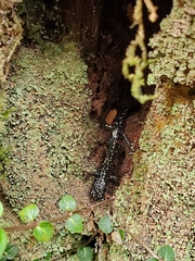Plethodon kentucki