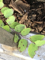 Phloeospora spiraeicola