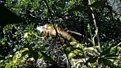 Iguana iguana