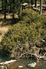 Juniperus blancoi