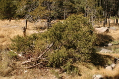 Juniperus blancoi