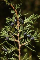 Juniperus blancoi