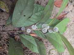 Mayna suaveolens