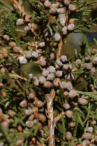 Blanco's Juniper