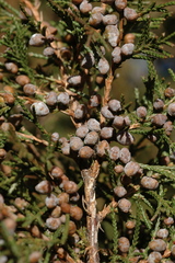 Juniperus blancoi