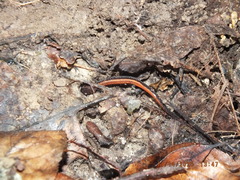 Plethodon cinereus