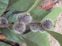 Mayna suaveolens