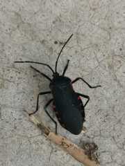 Sephina