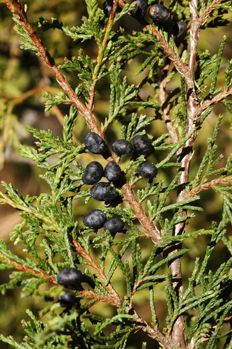 Blanco's Juniper