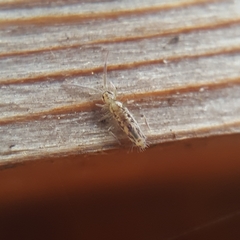 Entomobrya katzi