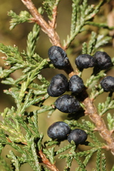 Juniperus blancoi