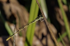Ischnura hastata