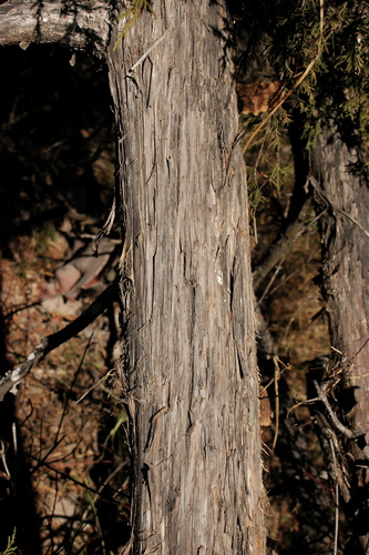 Blanco's Juniper