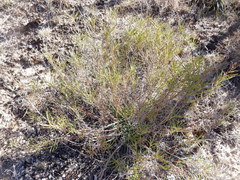 Stillingia texana