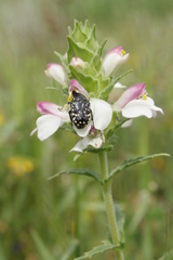 Bellardia trixago trixago