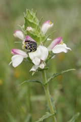 Bellardia trixago trixago