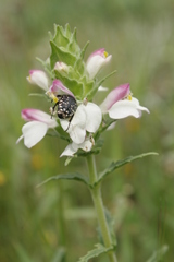 Bellardia trixago trixago