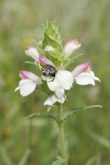 Bellardia trixago trixago