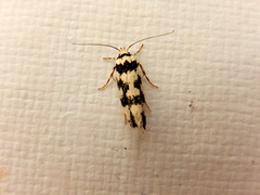 Lichenaula melanoleuca