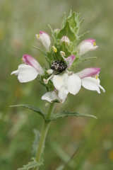 Bellardia trixago trixago