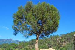 Juniperus jaliscana