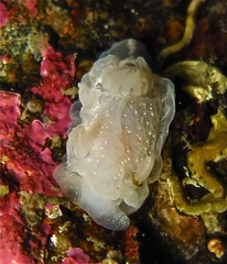 Goniodoris nodosa