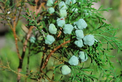 Juniperus jaliscana