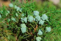Juniperus jaliscana