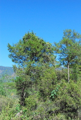 Juniperus jaliscana