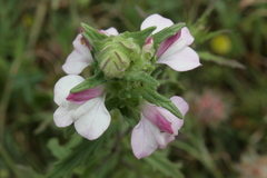 Bellardia trixago trixago